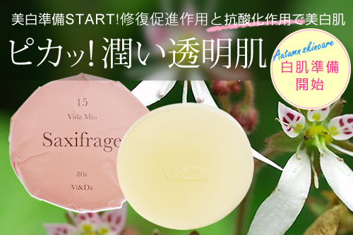 ユキノシタ 美白 美肌