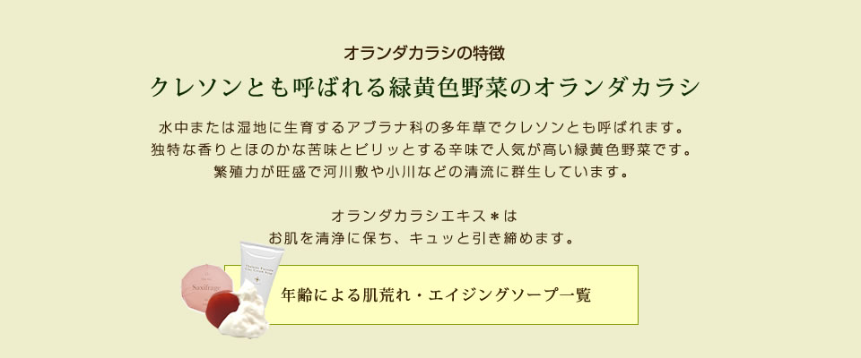 オランダカラシ